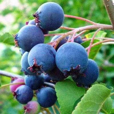 Ирга ПЕМБИНА в Витебске