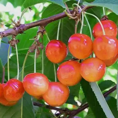 Черешня НАСЛАЖДЕНИЕ в Витебске