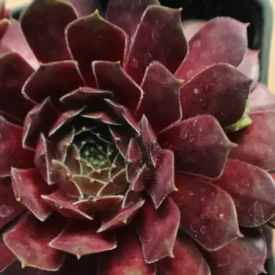 Молодило БЛЭК МОУНТЭЙН в Витебске