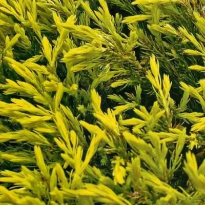 Можжевельник ЛАЙМ ГЛОУ горизонтальный  в Витебске