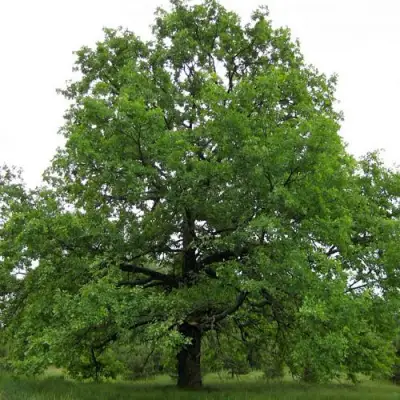 Дуб черешчатый в Витебске
