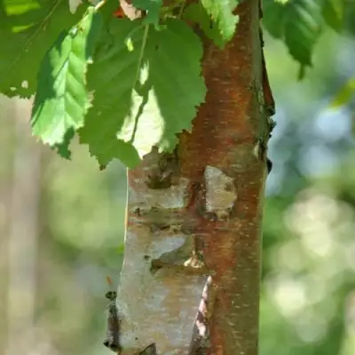 Береза бумажная в Витебске
