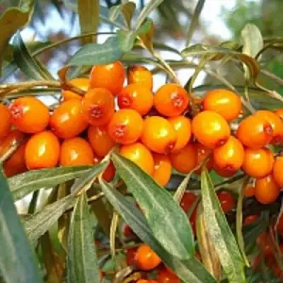 Облепиха БОТАНИЧЕСКАЯ в Витебске