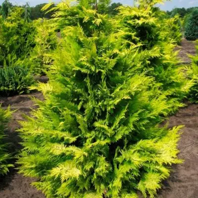 Кипарисовик ГОЛДЕН ВОНДЕР лавсона в Витебске