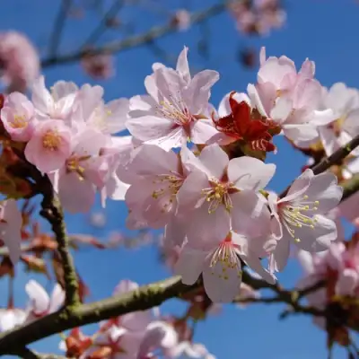 Вишня РАНЧО САРЖЕНТА в Витебске
