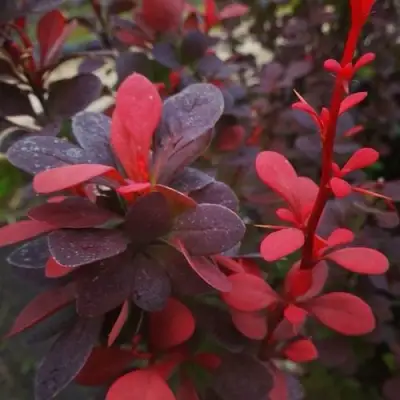 Барбарис РЕД ПИЛЛАР тунберга в Витебске