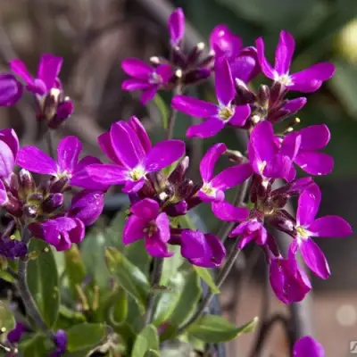 Арабис РОУЗ делайт в Витебске