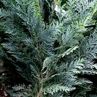 Кипарисовик ДАРТС БЛЮ РИББОН лавсона в Витебске