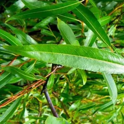 Ива ломкая  в Витебске