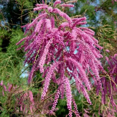 Тамарикс ПИНК КАСКАД в Витебске