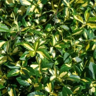 Бересклет САНСПОТ форчуна в Витебске