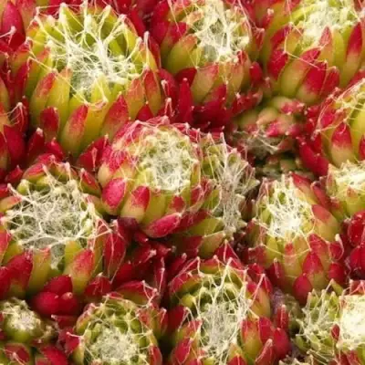 Молодило ХУКЕРА в Витебске