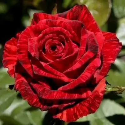 Роза РЕД ИНТУИШН чайно-гибридная в Витебске