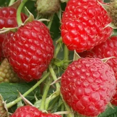 Малина КОЛОКОЛЬЧИК в Витебске