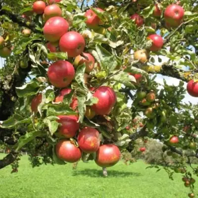 Яблоня ОРЛИК в Витебске