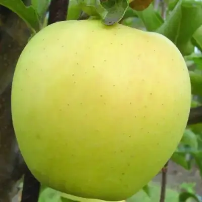 Яблоня ГОЛДЕН ДЕЛИШЕС в Витебске