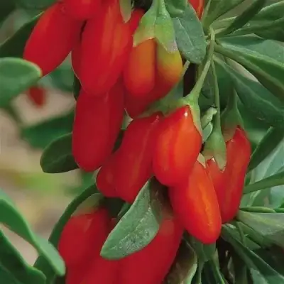 Годжи ВЯЧЕСЛАВ в Витебске