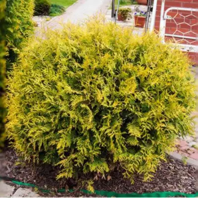 Туя КОЛЛЕРС ГОЛД складчатая в Витебске