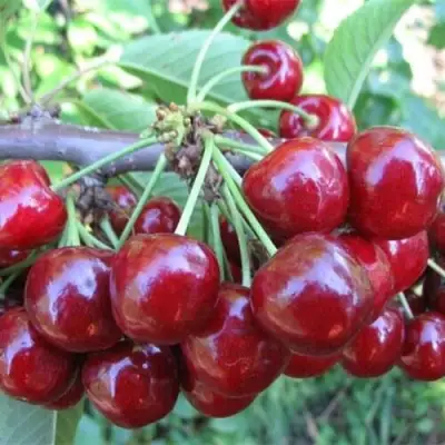 Вишня ДЕСЕРТНАЯ МОРОЗОВОЙ в Витебске