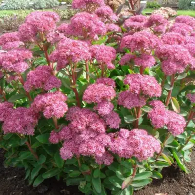 Очиток (седум) КАРЛ видный в Витебске