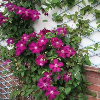 Клематис ЭРНЕСТ МАРКХАМ в Витебске