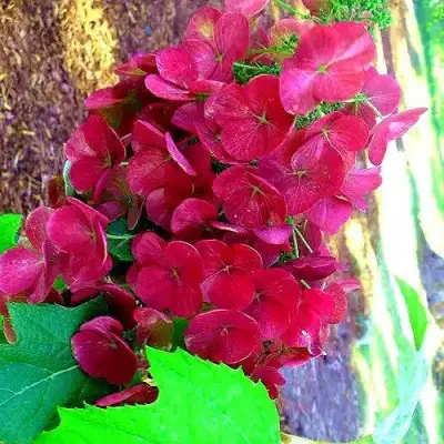 Гортензия АМЕТИСТ дуболистная в Витебске