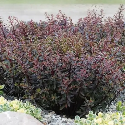 Очиток (седум) САНСПАРКЛЕР ДЖЕЙД ТАФФЕТ в Витебске