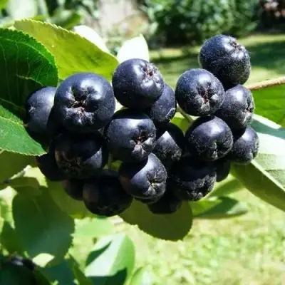 Рябина НЕРО черноплодная в Витебске