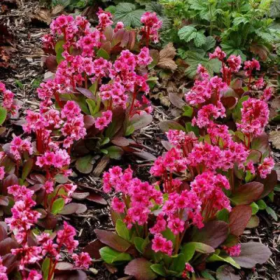 Бадан ФЛИРТ в Витебске