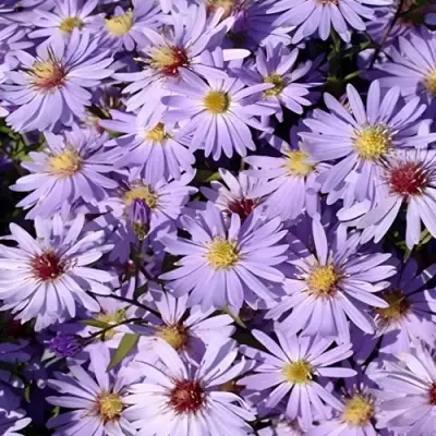 Астра БЛЮ ХЕВЕН сердцелистная в Витебске