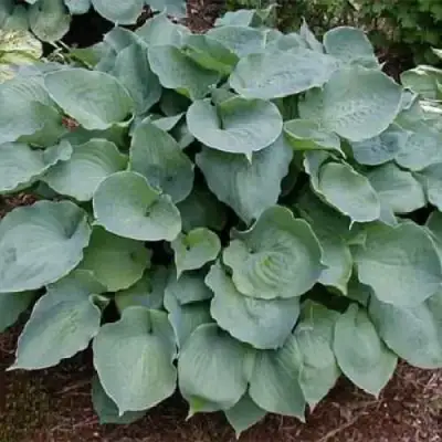 Хоста МУНЛАЙТ СОНАТА гибридная в Витебске