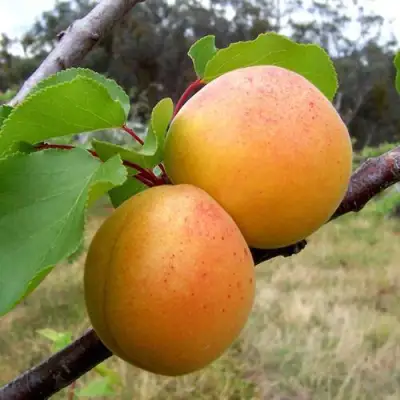 Абрикос ОРЛОВЧАНИН  в Витебске