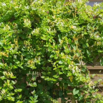 Жимолость ХАЛЛИАНА японская (Хелиана) в Витебске