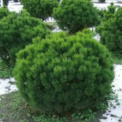 Сосна горная МУГУС в Витебске