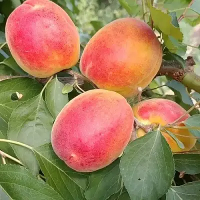 Абрикос ОСОБЕННЫЙ ДЕНИСЮКА в Витебске