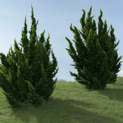 Можжевельник КАЙЗУКА китайский в Витебске