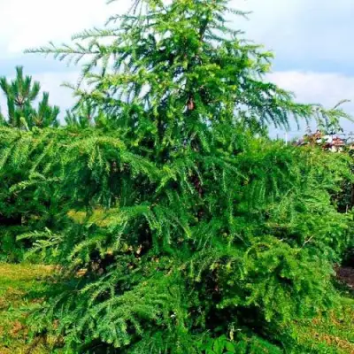 Лиственница европейская в Витебске