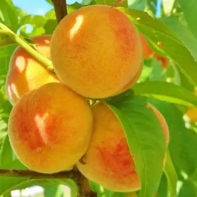 Персик ВЕТЕРАН в Витебске