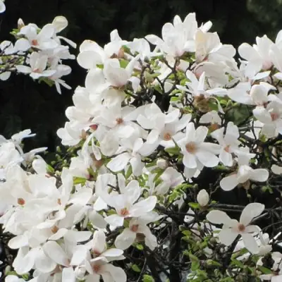 Магнолия КОБУС в Витебске