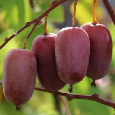 Актинидия ПУРПУРНО САДОВАЯ  аргута в Витебске