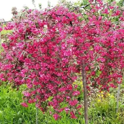 Яблоня КИНГ БЬЮТИ декоративная в Витебске