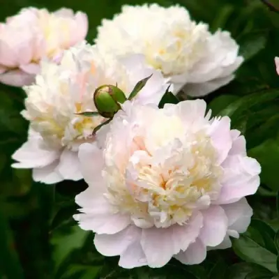 Пион ШИРЛИ ТЕМПЛ травянистый в Витебске