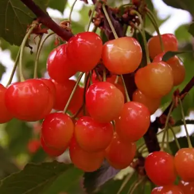 Черешня ФАТЕЖ в Витебске