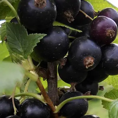 Смородина чёрная НЕСТЕР КОЗИН в Витебске