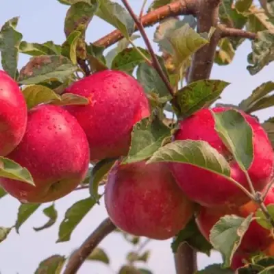 Яблоня РОЖДЕСТВЕНСКОЕ в Витебске