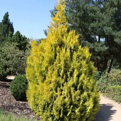 Туя СТОУНХАМ ГОЛД складчатая в Витебске