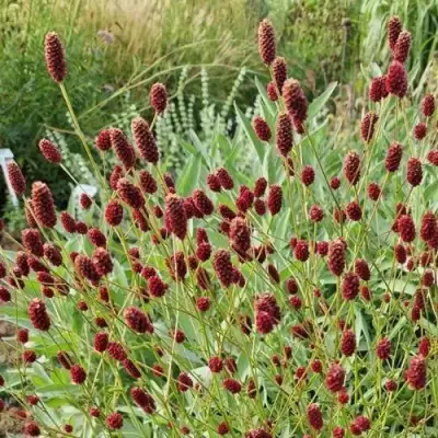 Кровохлебка БИТЛВИНГЗ в Витебске