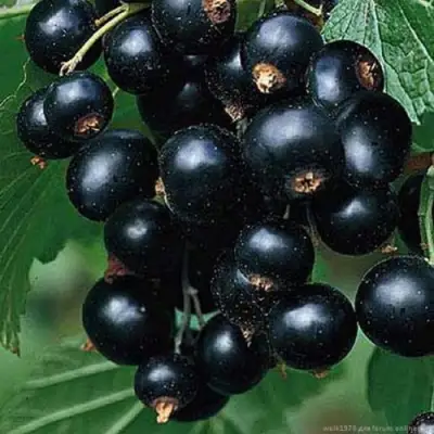 Смородина черная БЕН КОНАН в Витебске