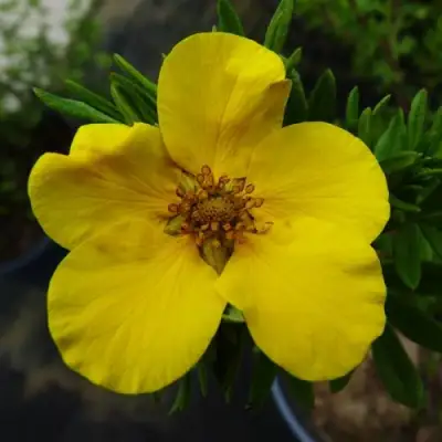 Лапчатка ГОЛДФИНГЕР кустарниковая в Витебске