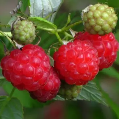 Малина СОЛНЫШКО в Витебске